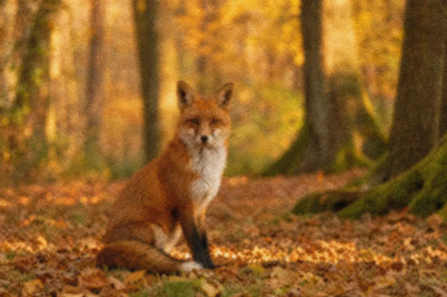 Un renard roux reconnaissable mais encore flou et granuleux.